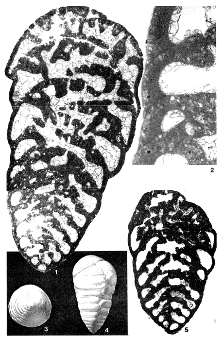 Chrysalidina gradata d'Orbigny, 1839 Chrysalidina gradata d'Orbigny, 1839