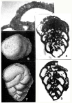 Pseudochrysalidina floridana Cole, 1941