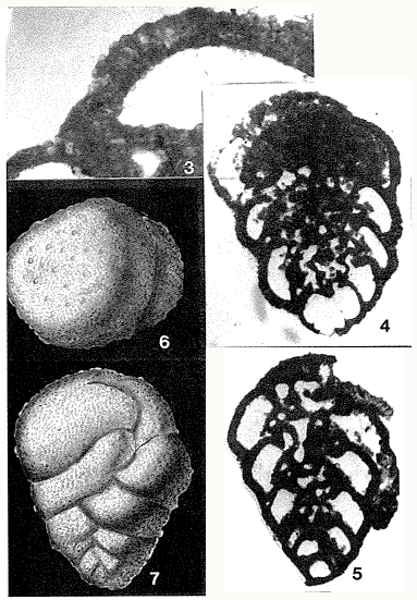 Pseudochrysalidina floridana Cole, 1941 Pseudochrysalidina floridana Cole, 1941