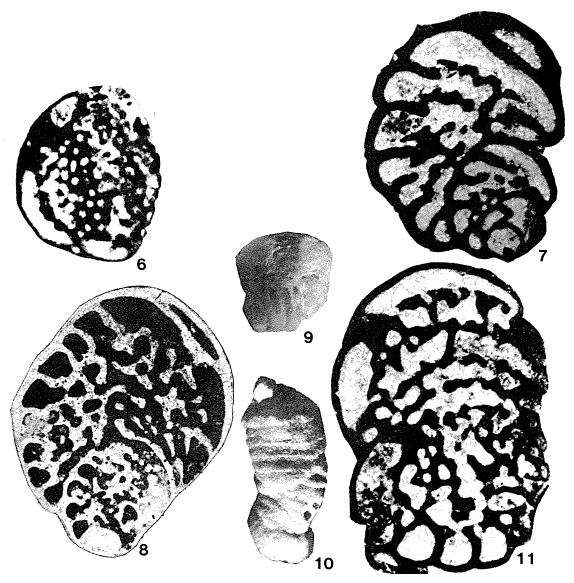 Pfendericonus makarskae (van Soest, 1942) Pfendericonus makarskae (van Soest, 1942)