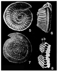 Conicospirillinoides semidecorata (Heron-Allen & Earland, 1915)