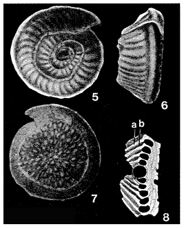 Conicospirillinoides semidecorata (Heron-Allen & Earland, 1915) Conicospirillinoides semidecorata (Heron-Allen & Earland, 1915)