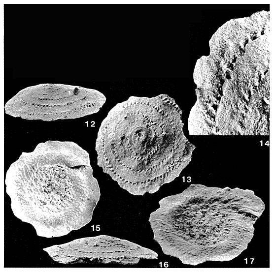 Trocholinopsis porosuturalis Piller, 1983 Trocholinopsis porosuturalis Piller, 1983