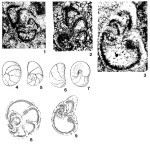 Archaeosepta platierensis Wernli, 1970