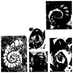 Protopeneroplis striata Weynschenk, 1950