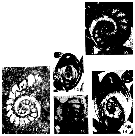 Protopeneroplis striata Weynschenk, 1950 Protopeneroplis striata Weynschenk, 1950