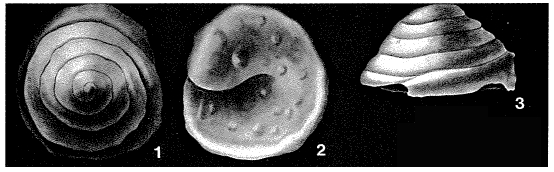 Conicospirillina trochoides (Berthelin, 1879) Conicospirillina trochoides (Berthelin, 1879)