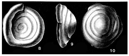 Turrispirillina conoidea (Paalzow, 1917) Turrispirillina conoidea (Paalzow, 1917)