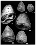 Hergottella jonesi (Howchin, 1895)