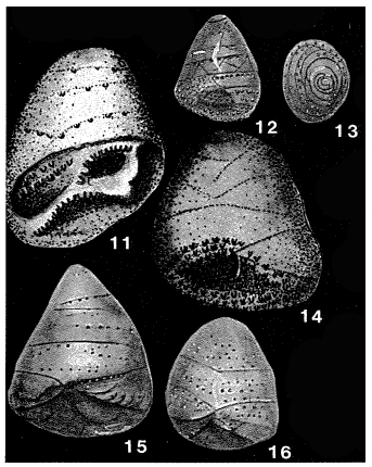 Hergottella jonesi (Howchin, 1895) Hergottella jonesi (Howchin, 1895)