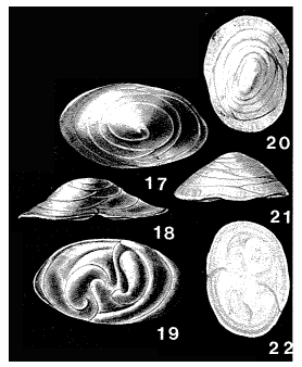 Patellinoides conica Heron-Allen & Earland, 1932 Patellinoides conica Heron-Allen & Earland, 1932