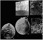 Brasiliella variabilis Troelsen, 1978
