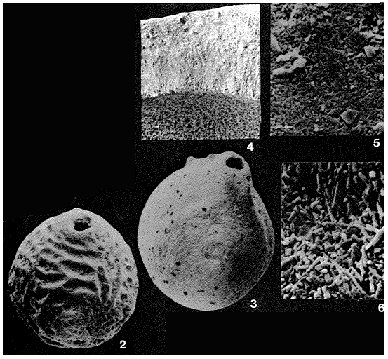 Brasiliella variabilis Troelsen, 1978 Brasiliella variabilis Troelsen, 1978
