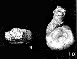 Rectocornuspira lituiformis Warthin, 1930 Rectocornuspira lituiformis Warthin, 1930