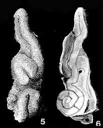 Calcitornella elongata Cushman & Waters, 1928 Calcitornella elongata Cushman & Waters, 1928