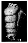 Trepeilopsis grandis (Cushman & Waters, 1927)