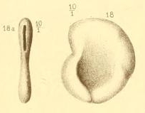 Planispirina communis Seguenza, 1880 Planispirina communis Seguenza, 1880