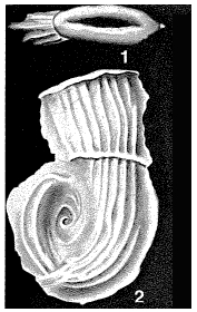 Nodobaculariella japonica Cushman & Hanzawa, 1937 Nodobaculariella japonica Cushman & Hanzawa, 1937
