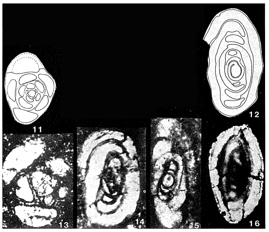 Agathamminoides gsollbergensis Zaninetti, 1969 Agathamminoides gsollbergensis Zaninetti, 1969