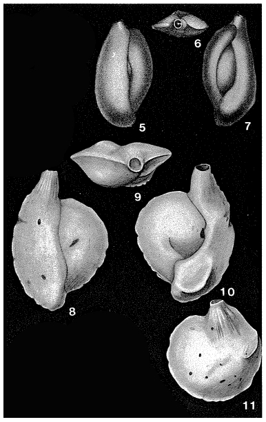 Adelosina laevigata d'Orbigny, 1826