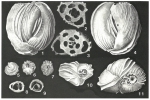 Chromista - Foraminifera (foraminifers)