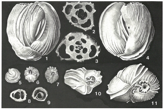 Cribrolinoides curta (Cushman, 1917) Cribrolinoides curta (Cushman, 1917)