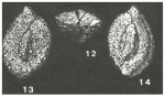Siphonaperta macbeathi Vella, 1957