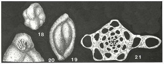Schlumbergerina areniphora Munier-Chalmas, 1882 Schlumbergerina areniphora Munier-Chalmas, 1882