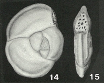 Hauerina compressa d'Orbigny, 1846 Hauerina compressa d'Orbigny, 1846