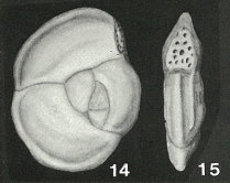 Hauerina compressa d'Orbigny, 1846