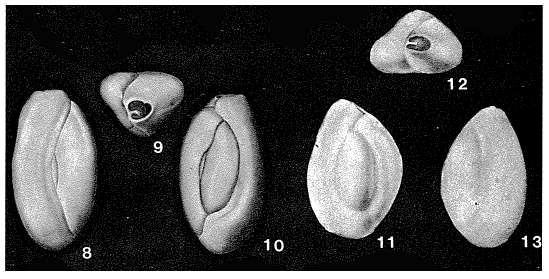 Quinqueloculina seminulum (Linnaeus, 1758) Quinqueloculina seminulum (Linnaeus, 1758)