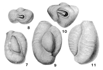 Affinetrina planciana (d'Orbigny, 1839)