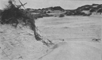 Massart, J. (1913). La cinquantième herborisation générale de la Société royale de Botanique de Belgique sur le littoral belge Bull. Soc. Roy. Bot. Belg. 51(2ième sér.)(1 (Vol. jubilaire)): 69-185, 41 plates