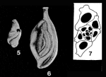 Sigmoilinella tortuosa Zheng, 1979