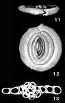 Spirosigmoilina tateana (Howchin, 1889)