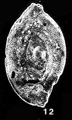 Neaguites byramensis (Cushman, 1922) Neaguites byramensis (Cushman, 1922)