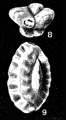 Pseudohauerina dissidens McCulloch, 1977, author: Le Coze, Franis