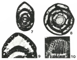 Reticulogyra mirata Adams & Belford, 1979