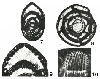 Reticulogyra mirata Adams & Belford, 1979 Reticulogyra mirata Adams & Belford, 1979