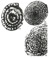 Adrahentina iberica Bilotte, 1978, author: Le Coze, Franis