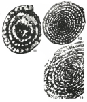 Adrahentina iberica Bilotte, 1978