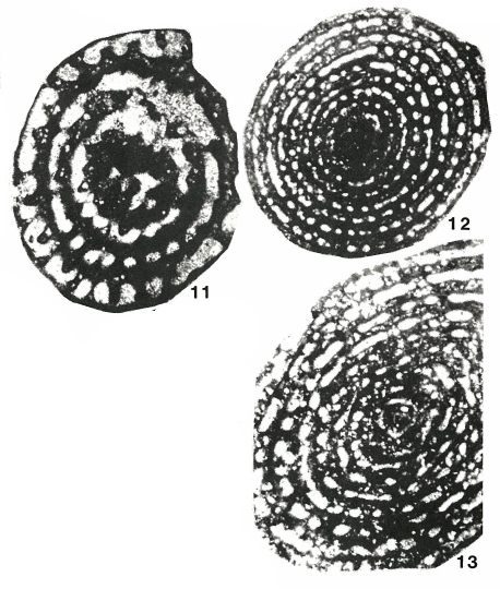Adrahentina iberica Bilotte, 1978 Adrahentina iberica Bilotte, 1978