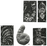 Murciella cuvillieri Fourcade, 1966