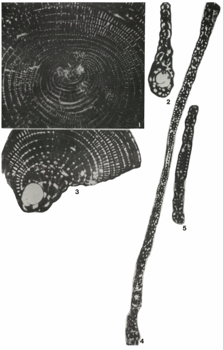 Cyclopseudedomia smouti Fleury, 1974 Cyclopseudedomia smouti Fleury, 1974