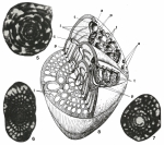 Sellialveolina viallii Colalongo, 1963