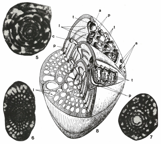 Sellialveolina viallii Colalongo, 1963 Sellialveolina viallii Colalongo, 1963