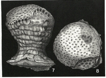Craterites rectus Heron-Allen & Earland, 1924 Craterites rectus Heron-Allen & Earland, 1924