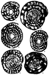 Senalveolina aubouini Fleury, 1984