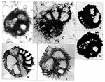 Altinerina meridionalis Zaninetti, Ciarapica, Decrouez & Miconnet, 1984