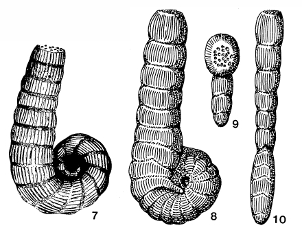 Coscinospira hemprichii Ehrenberg, 1839